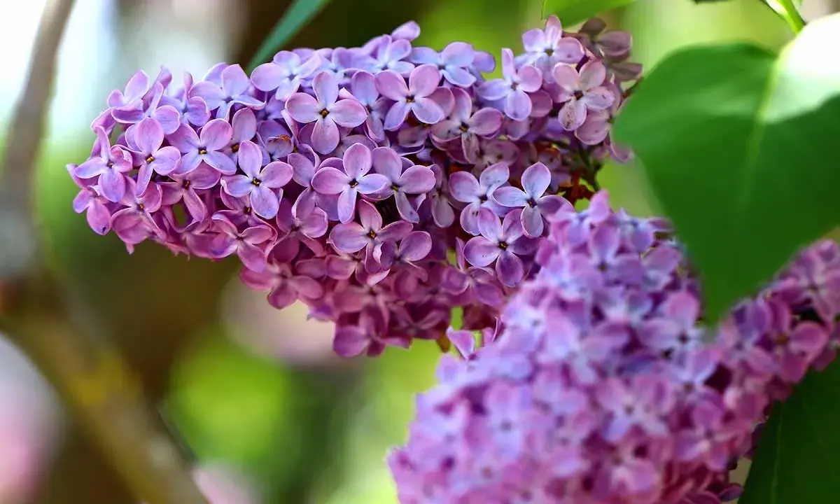 Close-up of delicate purple lilac blossoms, showcasing the intricate beauty of different types of lilacs in soft focus.