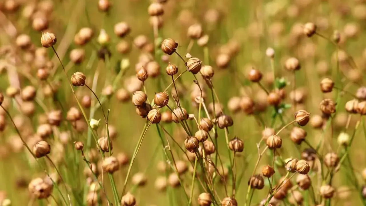 A field of dried flax seed pods, ready for harvest. These pods will yield the valuable flax fiber used for textiles and linen.