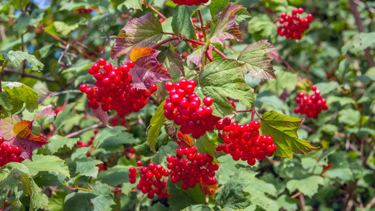 Grappes de baies rouges vives, comme une taille boule de neige, sur un arbuste aux feuilles vertes et pourpres.