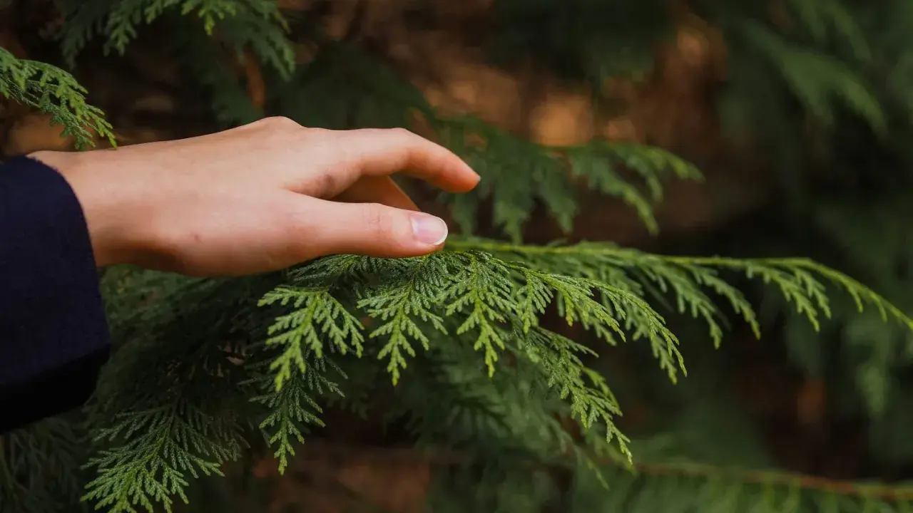 Dłoń dotyka gałęzi tui. Pamiętaj, że kara za wycięcie tui bez zezwolenia może być surowa.