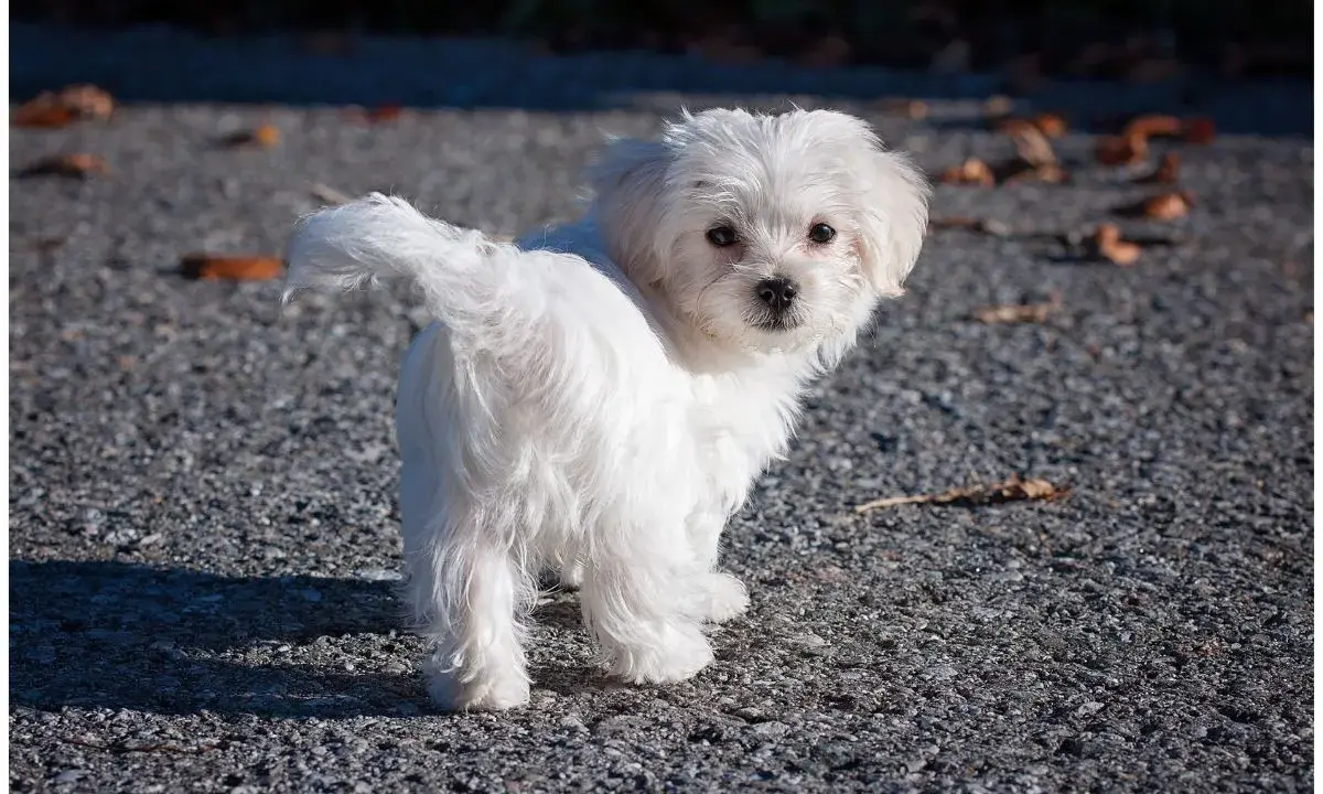 Un adorable bichon maltais, dont le pelage blanc immaculé peut nécessiter un entretien constant, pose sur un chemin caillouteux.