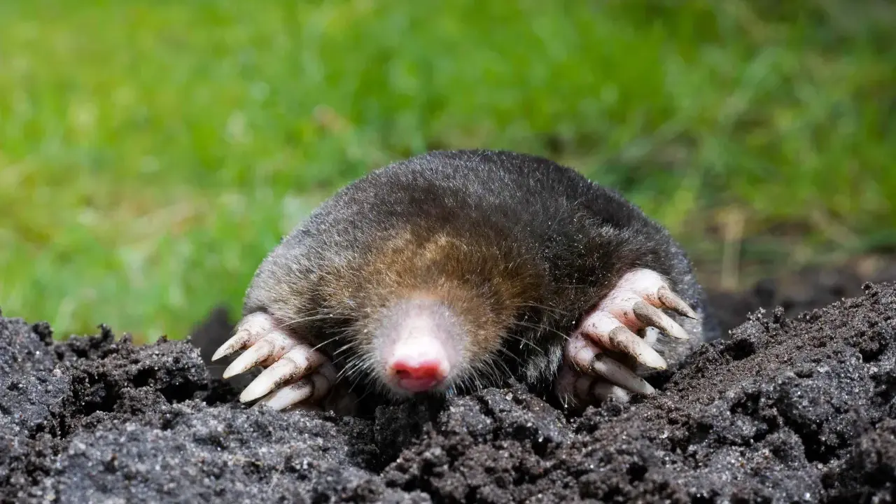 A mole emerges from the soil, its large claws ready to dig, a common cause of mole damage in yards.