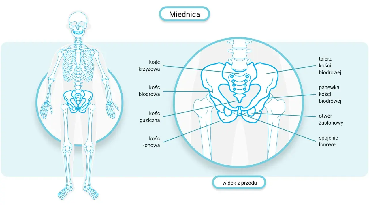 Anatomia miednicy z zaznaczoną kością krzyżową. Ilustracja przedstawia widok z przodu, pomocny w zrozumieniu leczenia problemów z poziomym ustawieniem kości krzyżowej.