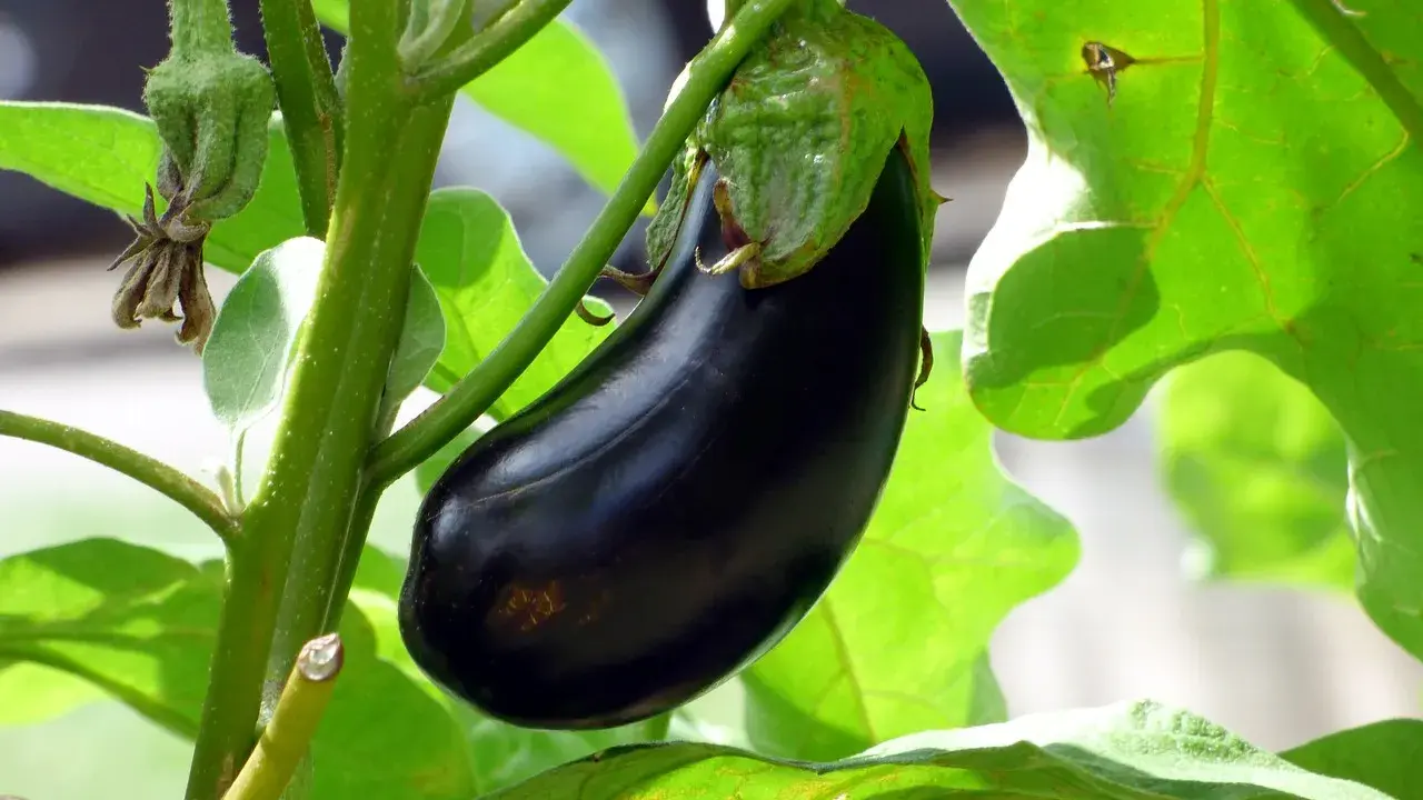 Une belle aubergine noire mûrit sur sa tige, entourée de feuilles vertes luxuriantes. La distance de plantation de cette aubergine promet une récolte abondante.