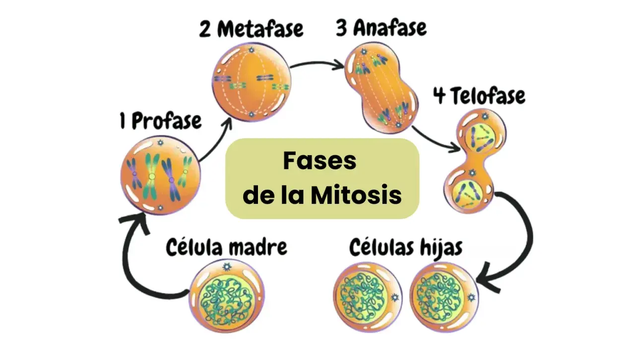 Ilustración de las fases de la mitosis: profase, metafase, anafase y telofase, mostrando la división celular de una célula madre a células hijas.