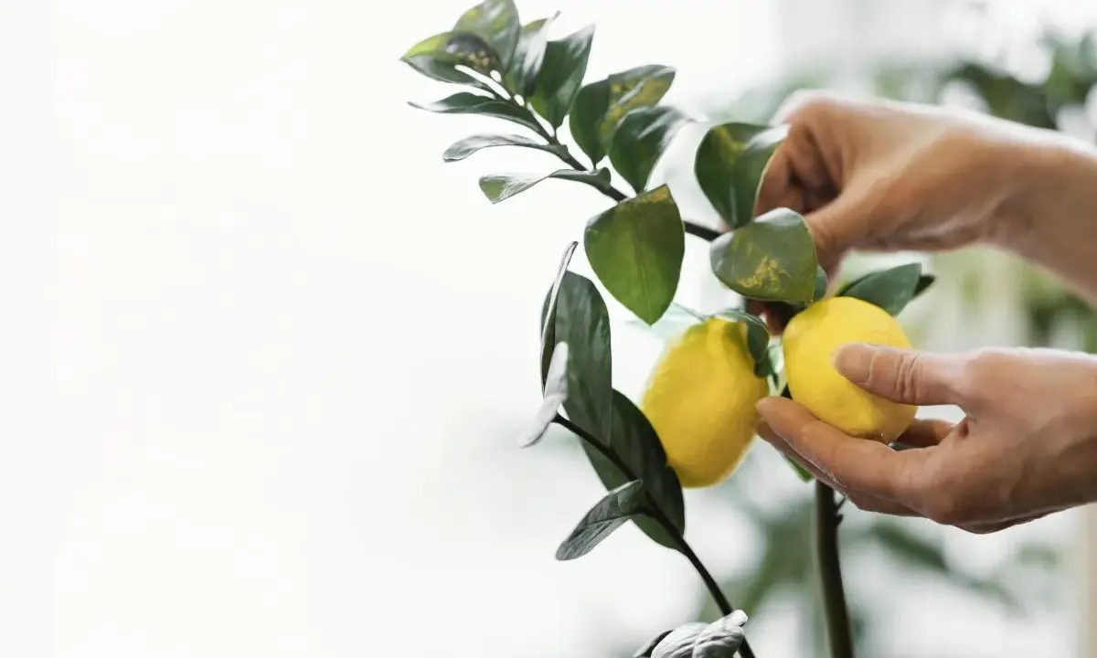 Manos cuidando un limonero desde semilla que da fruto. Dos limones amarillos cuelgan de una rama verde.