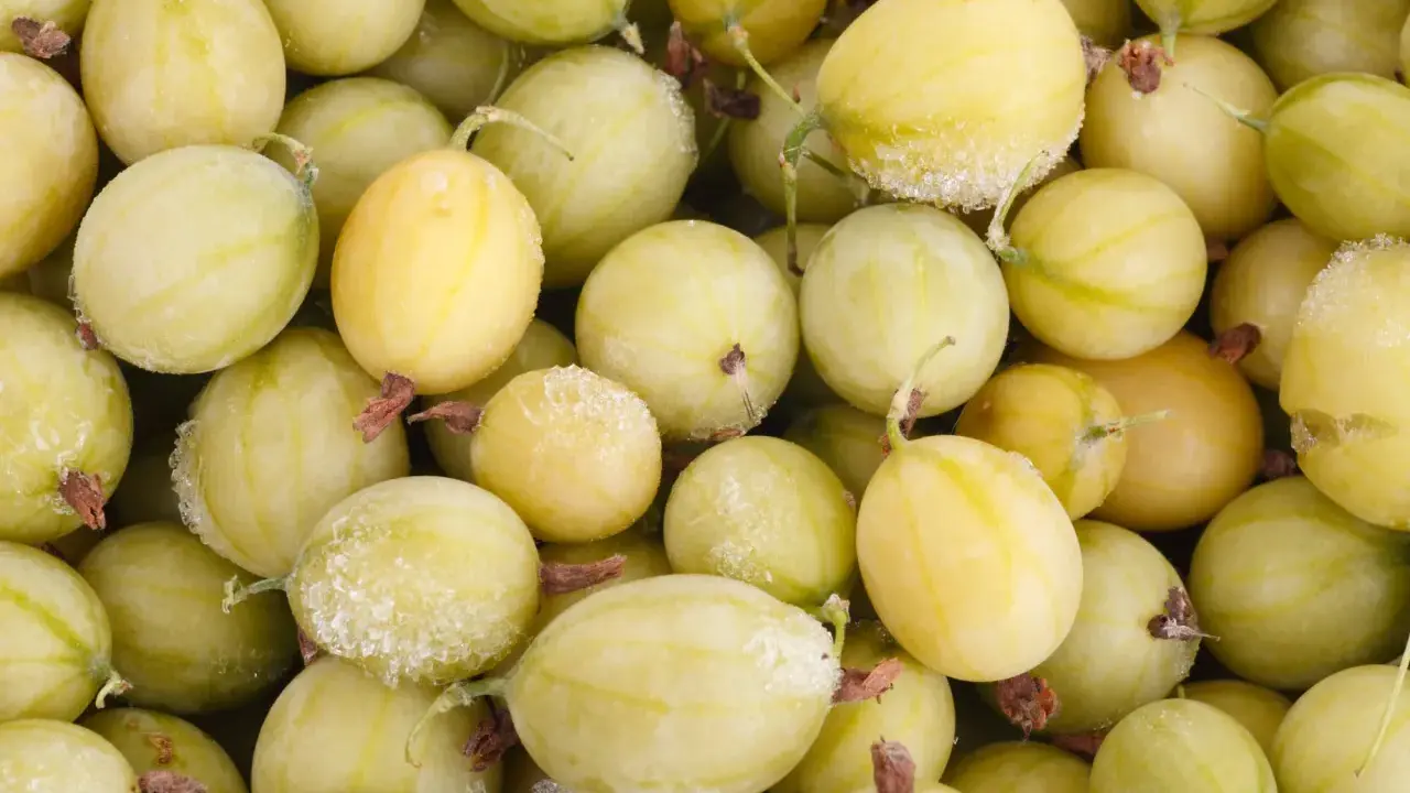 Nahaufnahme von gefrorenen, hellgrünen Stachelbeeren, bereit zum Einfrieren für später.