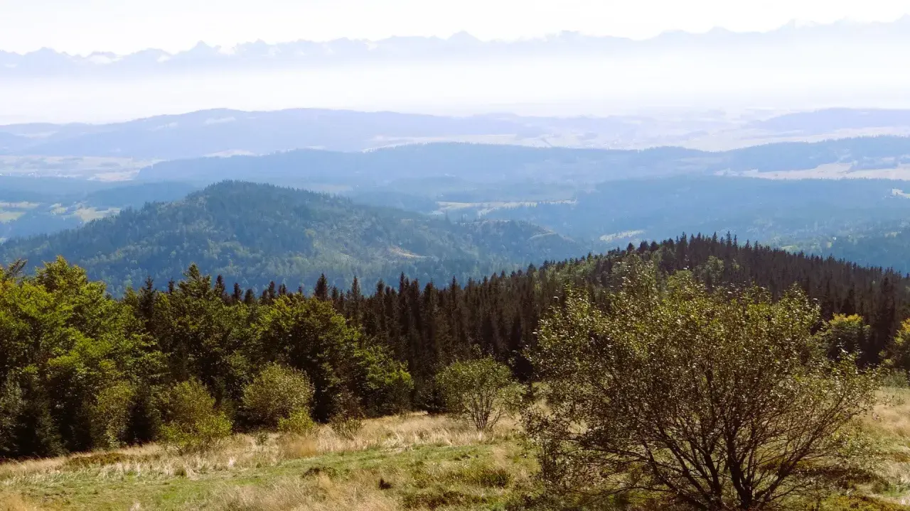 Widok z górskiej hali krupowej na zalesione wzgórza i odległe Tatry.