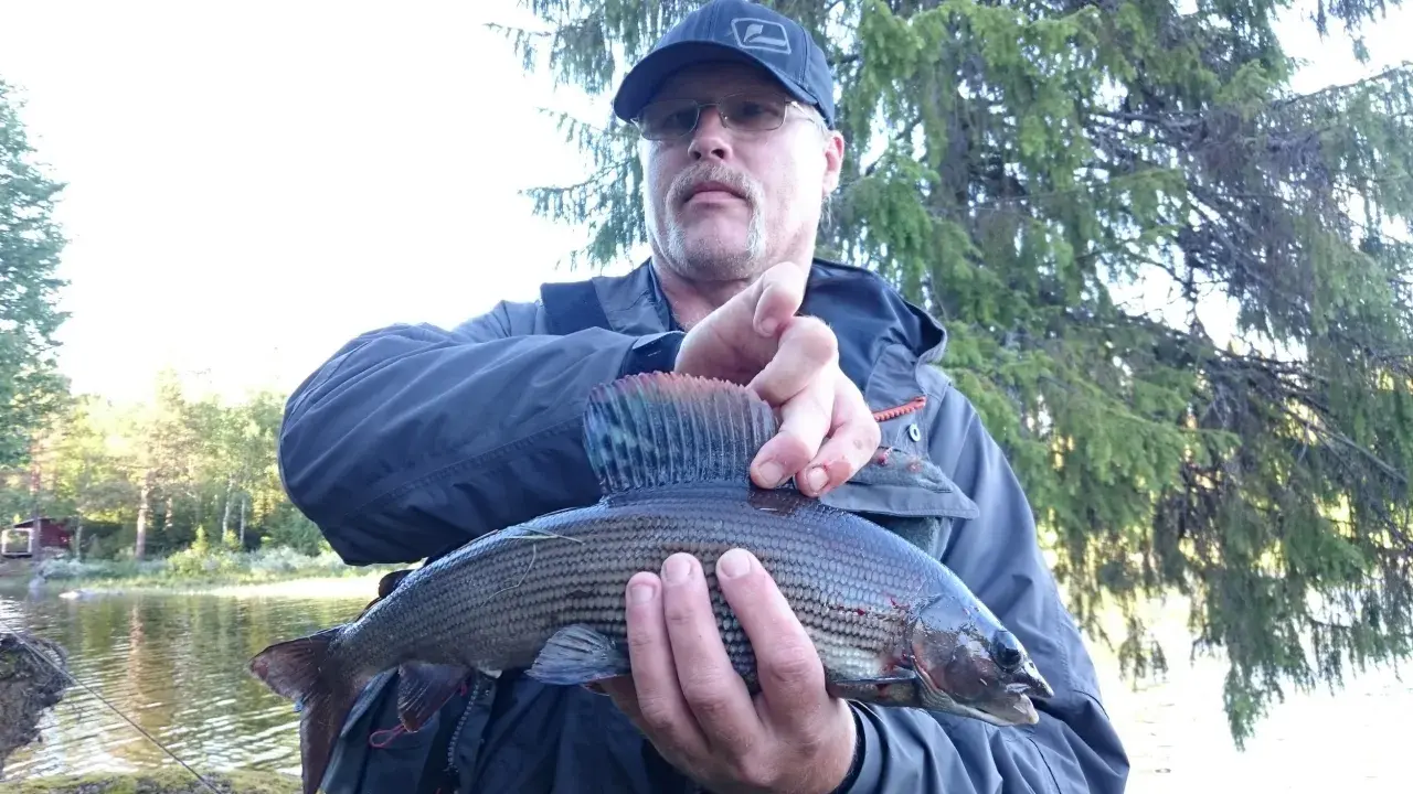 Man med keps och glasögon håller upp en fin fisk, fångad vid fiske i Sorsele.