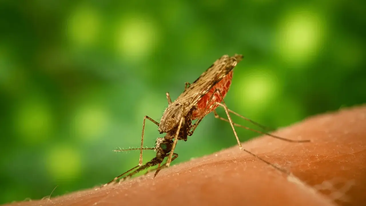 Mygg som suger blod, en potentiell källa till malaria. Forskning pågår för att hitta ett effektivt malaria botemedel.