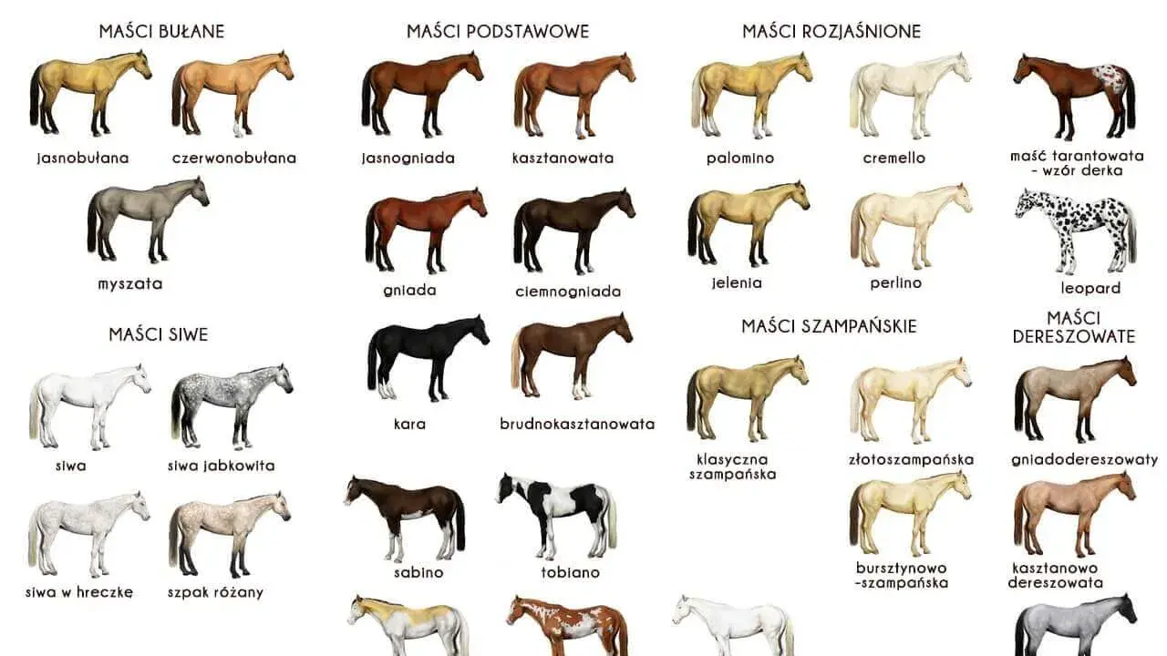 Rozszyfruj maść bułaną: Klucz do identyfikacji koni