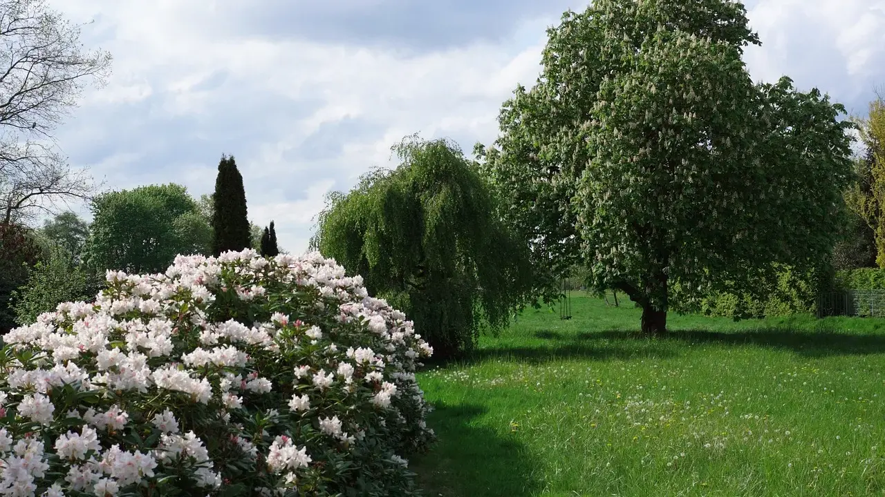 Kwitnący rododendron zachwyca. Zastanawiasz się, co posadzić obok rododendrona? W tle wierzba i kasztanowiec.
