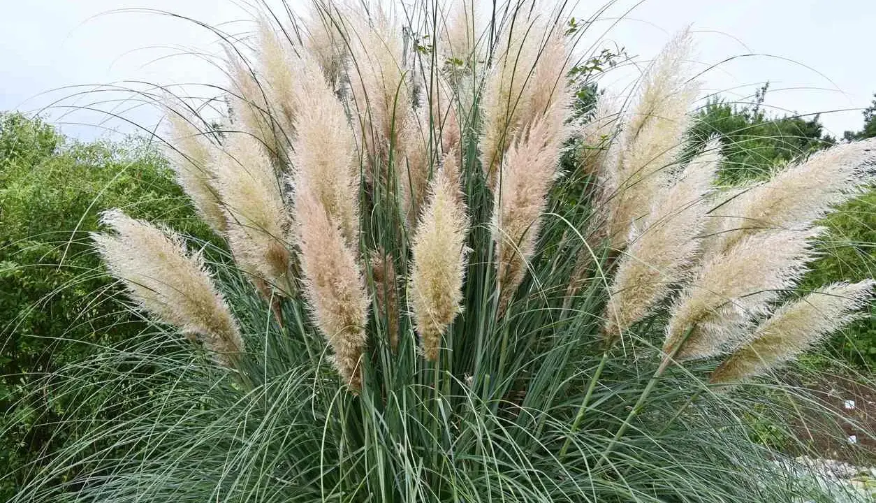 Gros plan sur une touffe de **herbe de la pampa** aux plumes légères et aériennes, contrastant avec ses longues feuilles vertes et fines.