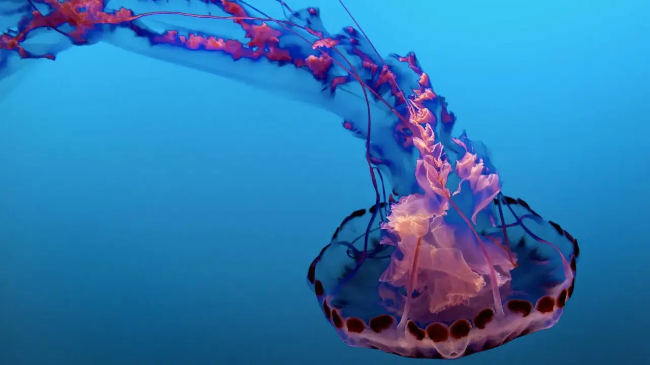 Medusa con lunghi tentacoli blu e rosa che fluttuano nell'acqua azzurra.