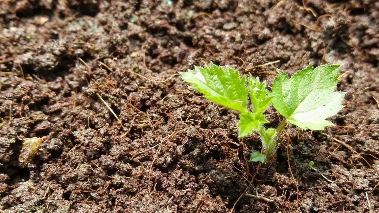 Ein junger Brombeer-Setzling wächst aus feuchter Erde. Erste zarte Blätter zeigen, wie man Brombeeren vermehren kann.