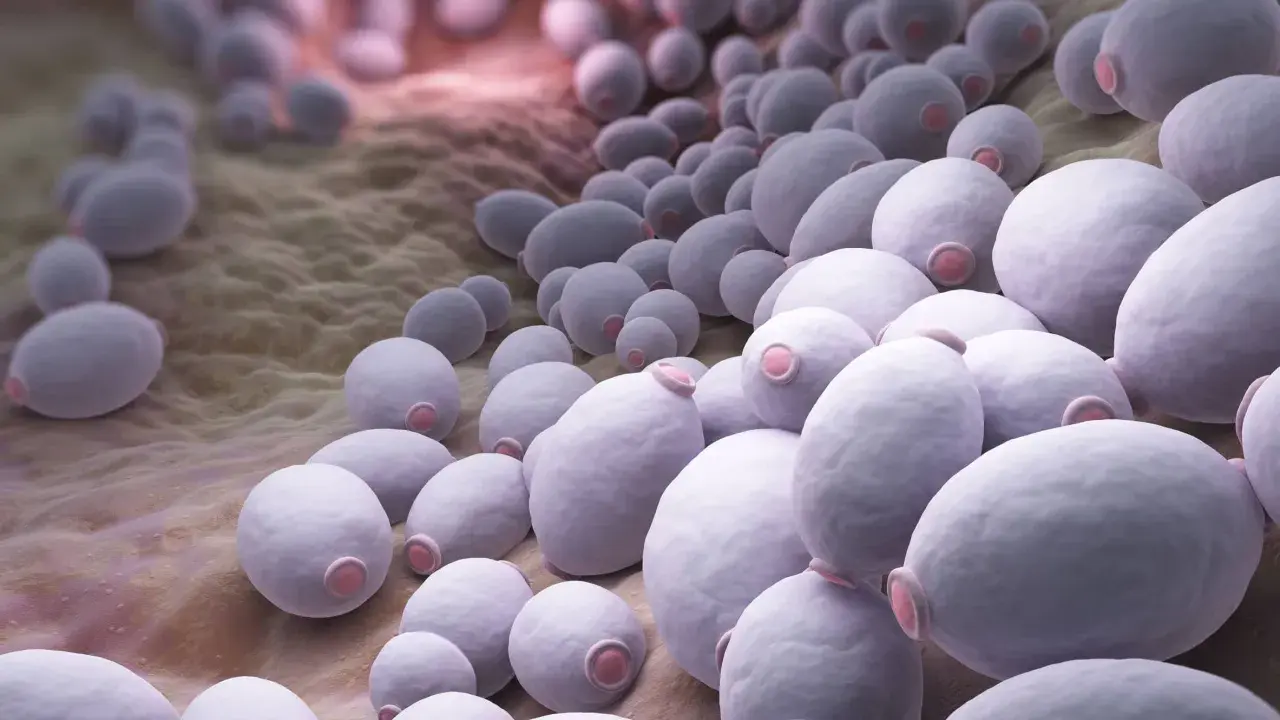 Zbliżenie na komórki grzyba Candida, które mogą powodować infekcje. Widoczne są owalne, fioletowe struktury na brązowym tle.