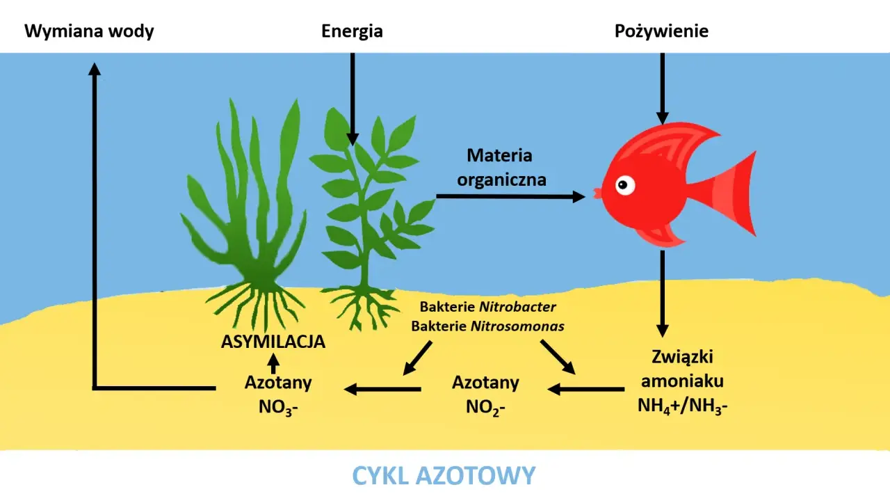 Cykl azotowy w akwarium: rybka zjada materię organiczną, a bakterie przetwarzają związki amoniaku. Rośliny asymilują azotany.