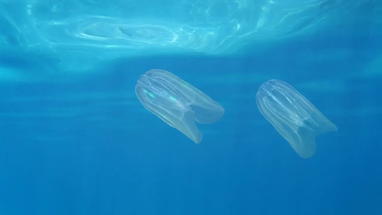 Due meduse trasparenti nuotano nell'acqua blu. A cosa servono le meduse? Sono predatori e cibo per altri animali marini, mantenendo l'equilibrio dell'ecosistema.