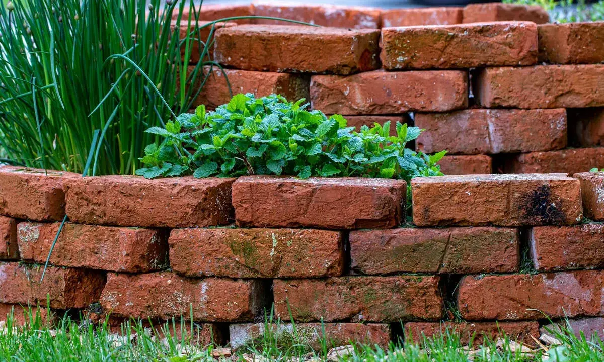Okrągła rabata z cegły, w której rośnie mięta i szczypiorek. Cegły ułożone techniką brick stitch tworzą naturalną, rustykalną oprawę.
