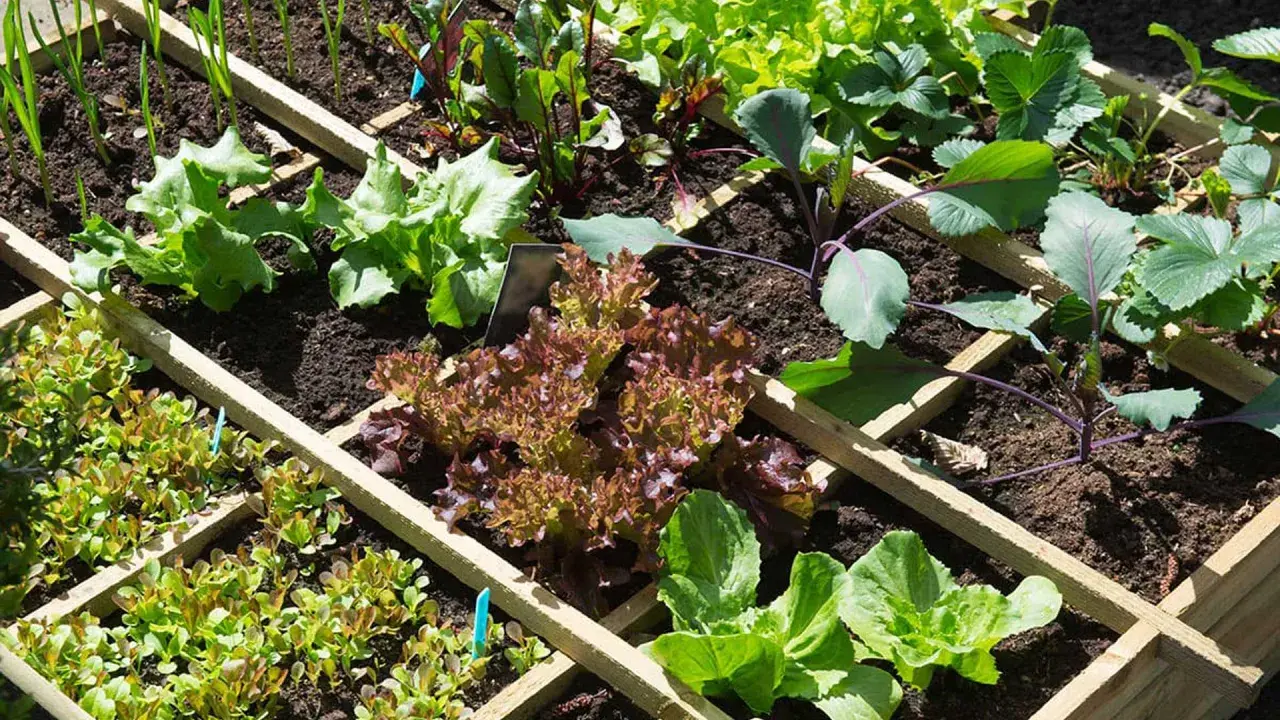 Un potager bien organisé, avec une belle association de légumes : laitues, choux, fraises et betteraves.
