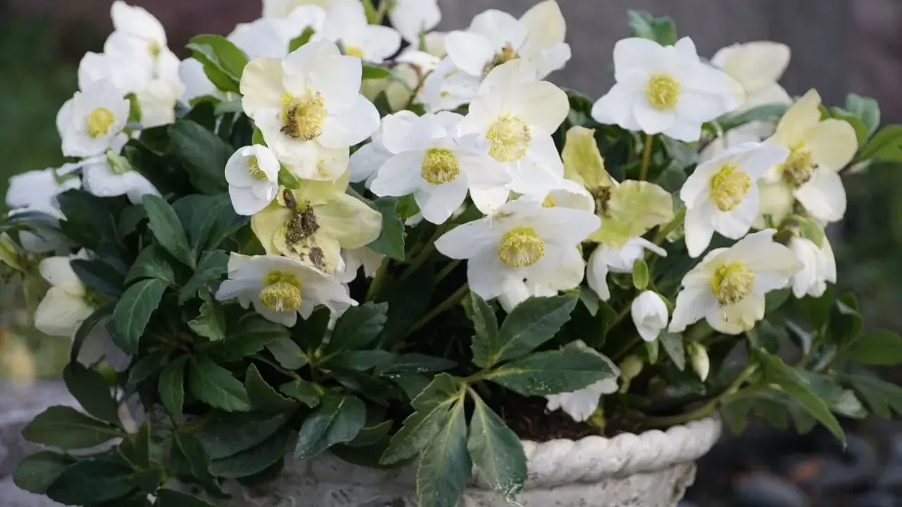 Białe kwiaty helleborus niger w ozdobnej donicy, z zielonymi liśćmi i żółtymi środkami.
