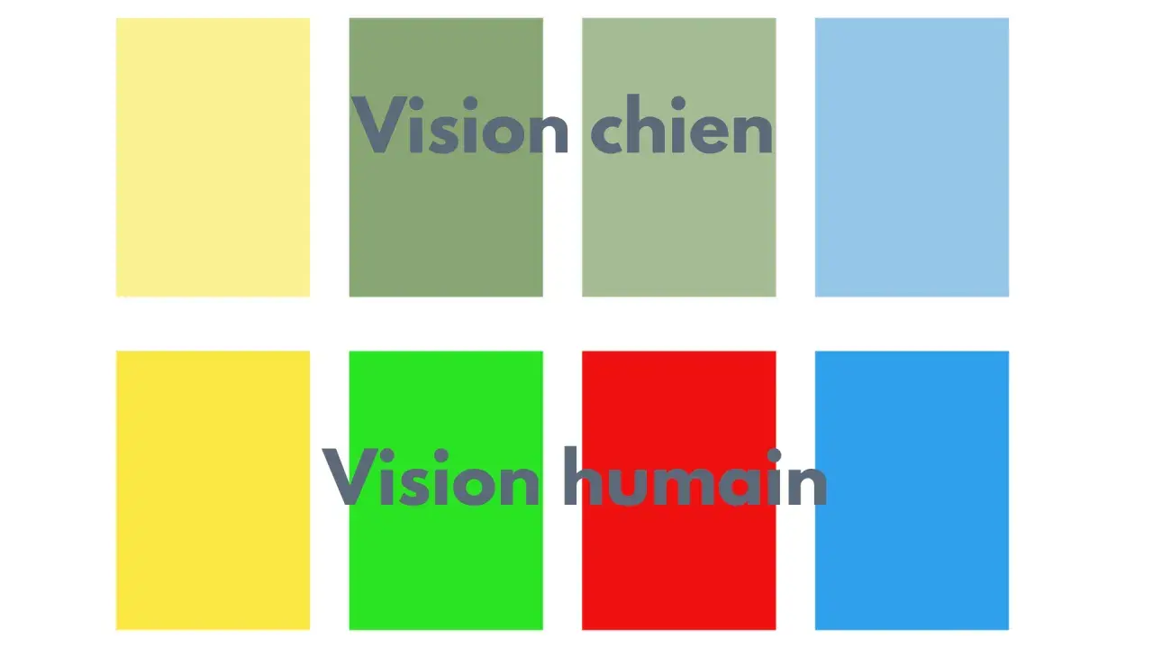 Comparaison des couleurs : comment voit un chien (tons de vert et bleu) vs. vision humaine (vert, rouge, bleu).