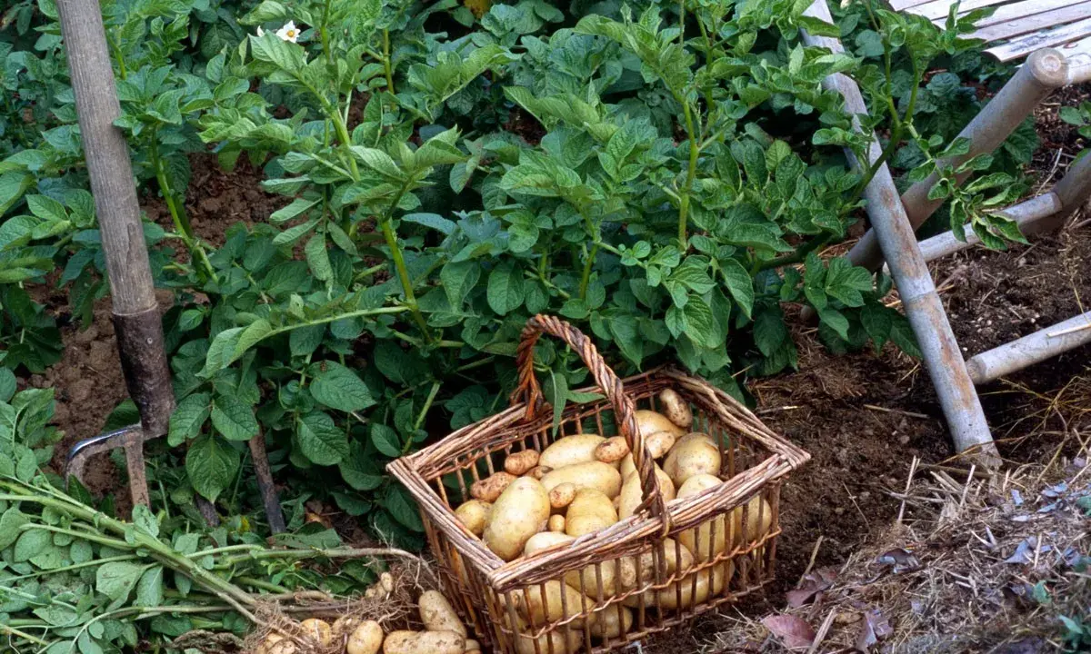 Panier rempli de pommes de terre fraîchement sorties de terre, prêt pour la récolte.