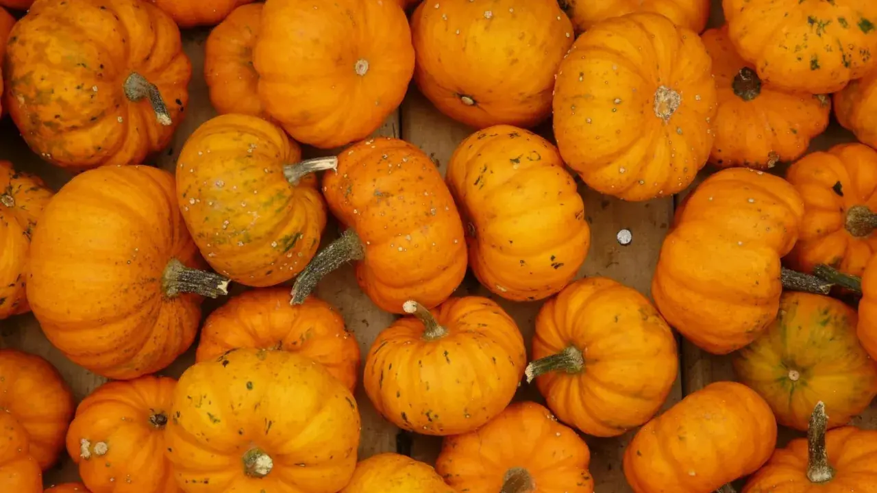 Une abondance de citrouilles orange vif, certaines ressemblant à des "jack be little", sont disposées en gros plan, prêtes pour Halloween.