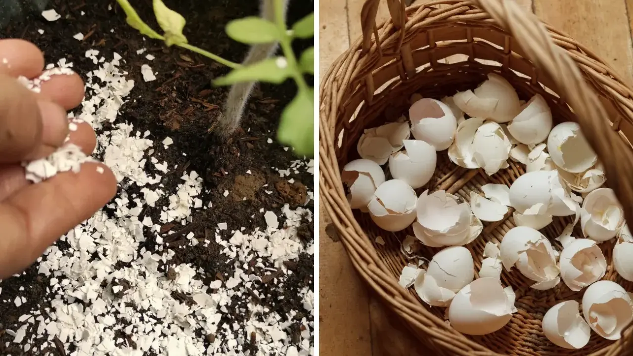 Rozdrobnione skorupki jajek jako naturalny nawóz pod młode rośliny. W koszyku pełnym skorupek.