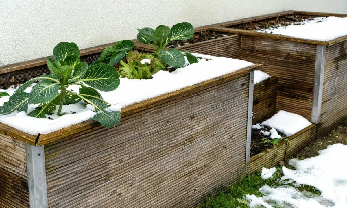 Grünes Gemüse trotzt dem Schnee auf dem hochbeet im winter. Ein paar Kohlpflanzen und Salatblätter ragen aus der weißen Decke.