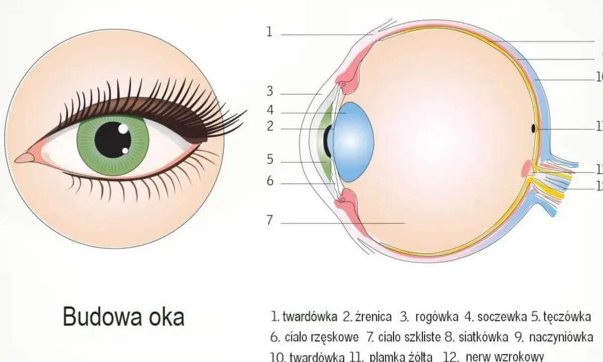 Ilustracja przedstawia przekrój oka z zaznaczonymi elementami budowy.
