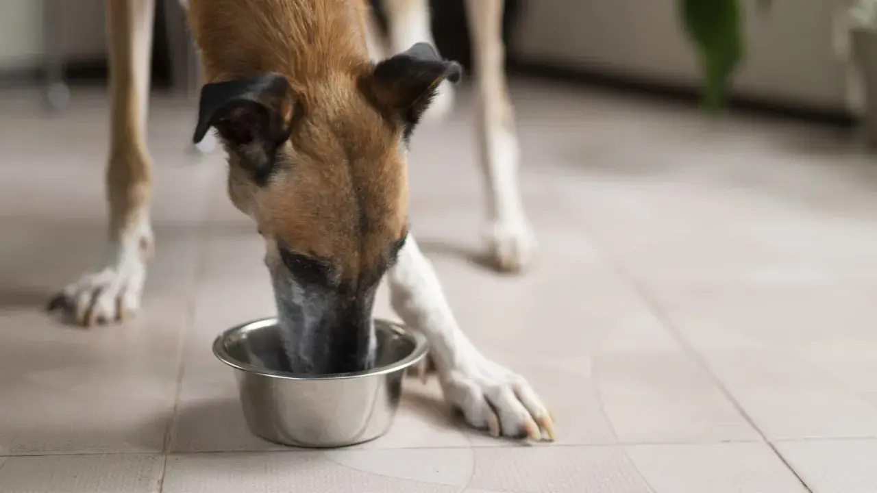 Un chien mange dans une gamelle. La question "peut on donner des pâtes à un chien" est souvent posée par les propriétaires.