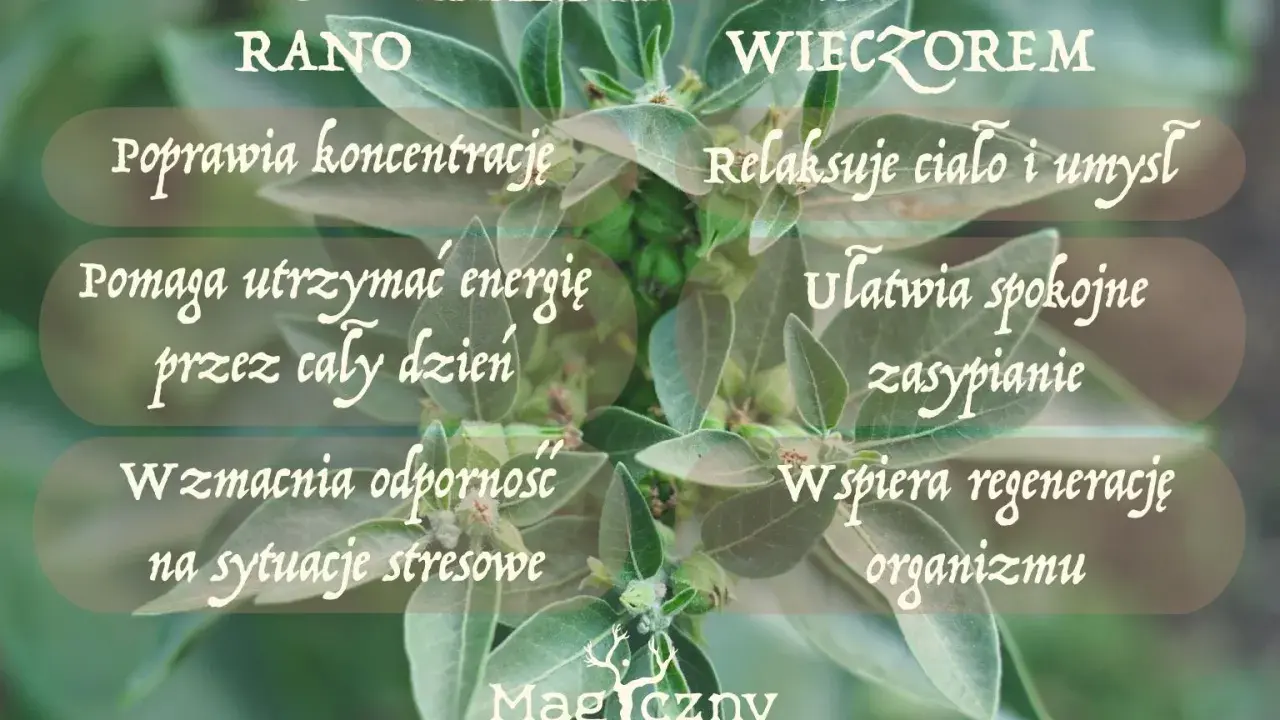 Ashwagandha rano poprawia koncentrację, wieczorem ułatwia zasypianie. Kiedy brać? Rano dla energii, wieczorem dla relaksu.