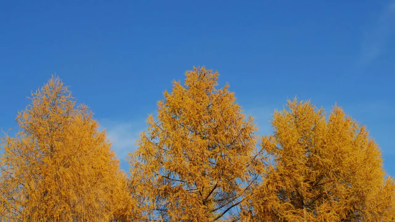 Złote modrzewie na tle błękitnego nieba. Bieszczady jesienią, widok na Solinę.