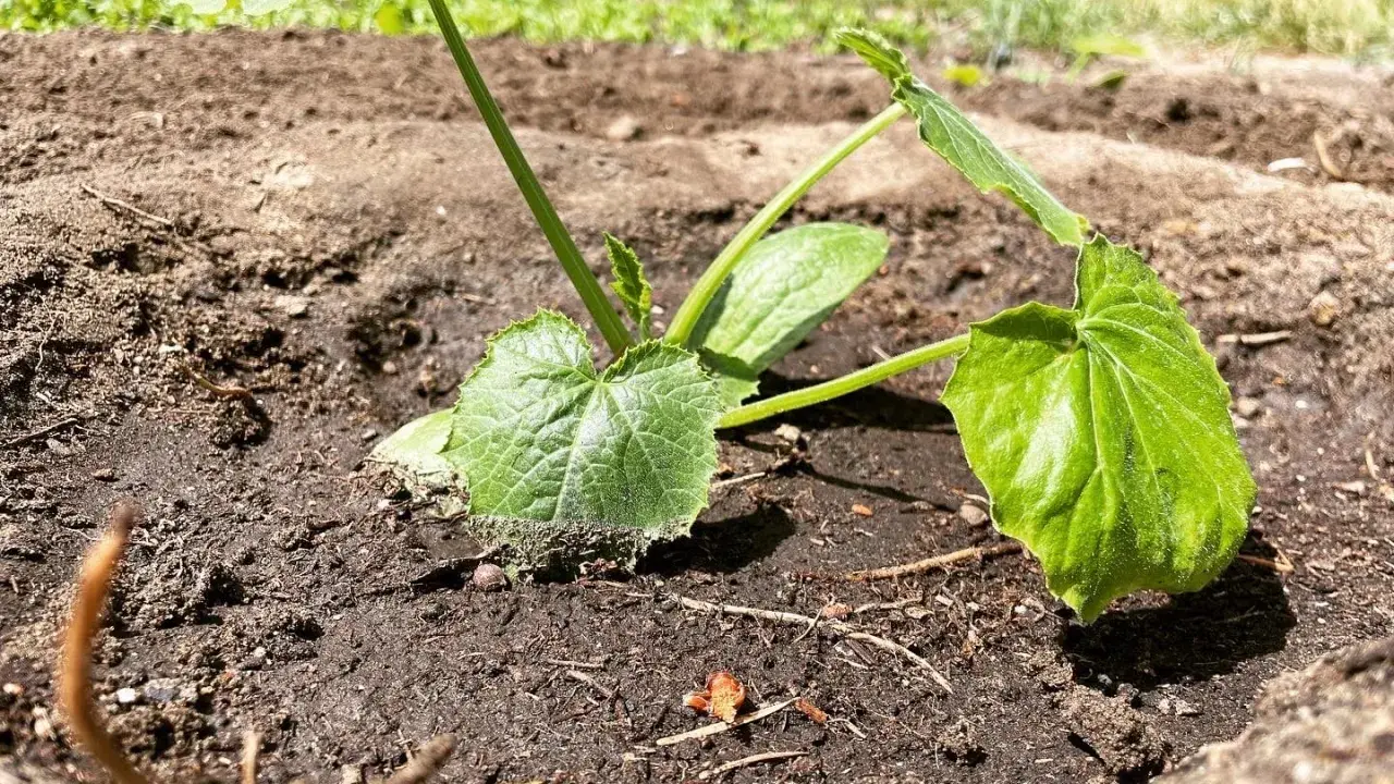 Jeune plant de courgette dans la terre, prêt à grandir. Il est encore tôt pour savoir jusqu'à quand planter des courgettes, mais ce petit est bien parti !