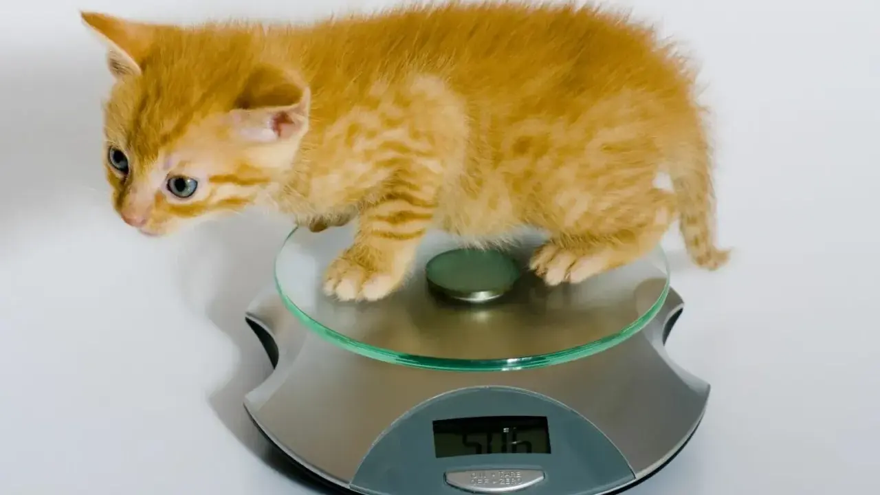 En orange kattunge, cirka 12 veckor gammal, står på en köksvåg. Den väger 506 gram.
