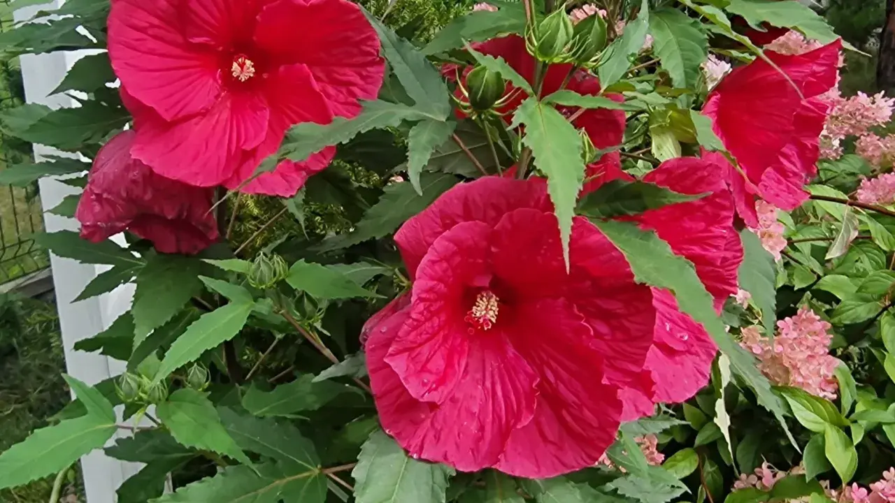 Piękny, rozłożysty hibiskus krzew z wieloma dużymi, karminowymi kwiatami i zielonymi liśćmi.