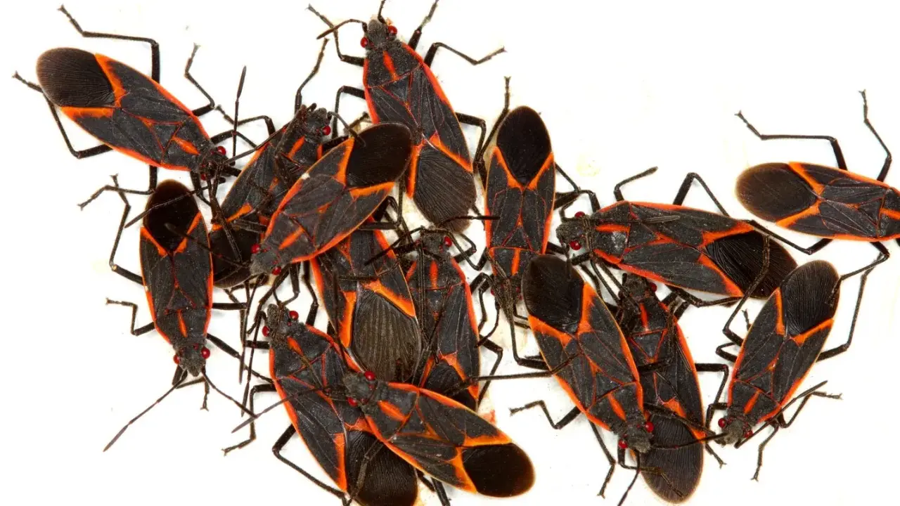 A cluster of boxelder bugs, showcasing their distinctive black and red markings, hinting at their fascinating boxelder bug life cycle.