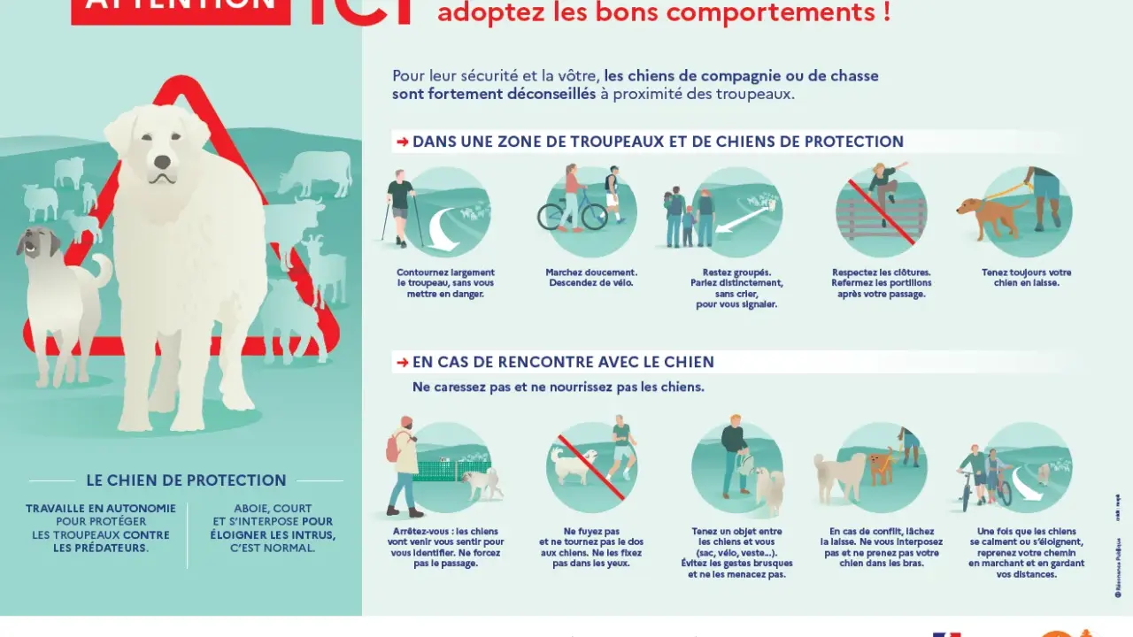 Attention, zone de chiens de protection ! Mon chien a fait tomber une personne, mais il protège le troupeau. Respectez les règles.