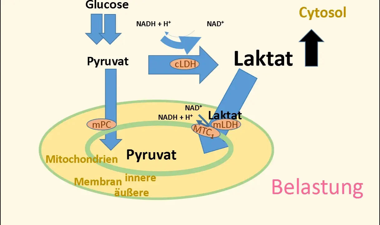 Der Stoffwechselweg von Glukose zu Pyruvat und Laktat in Zytosol und Mitochondrien unter Belastung.