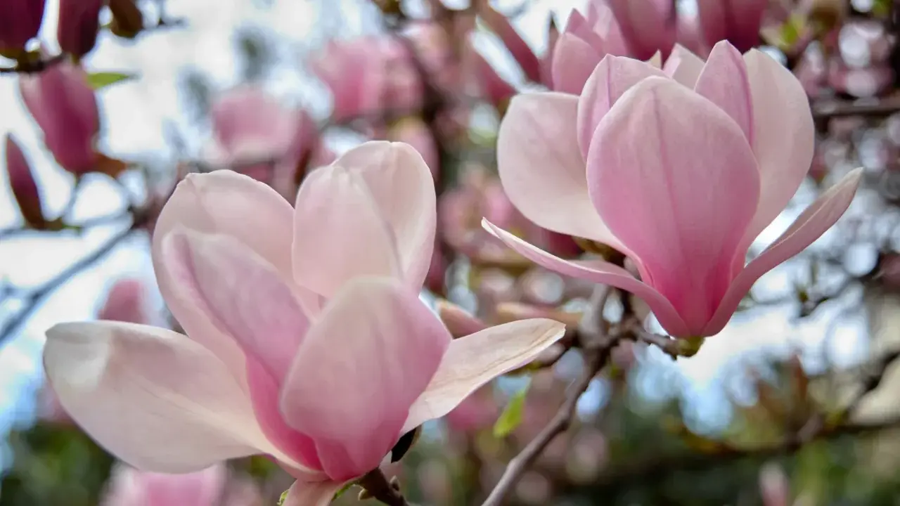 Delikatne, różowe kwiaty magnolii na gałęziach. Czego nie lubi magnolia? Zbyt silnego wiatru, który mógłby uszkodzić jej piękne płatki.