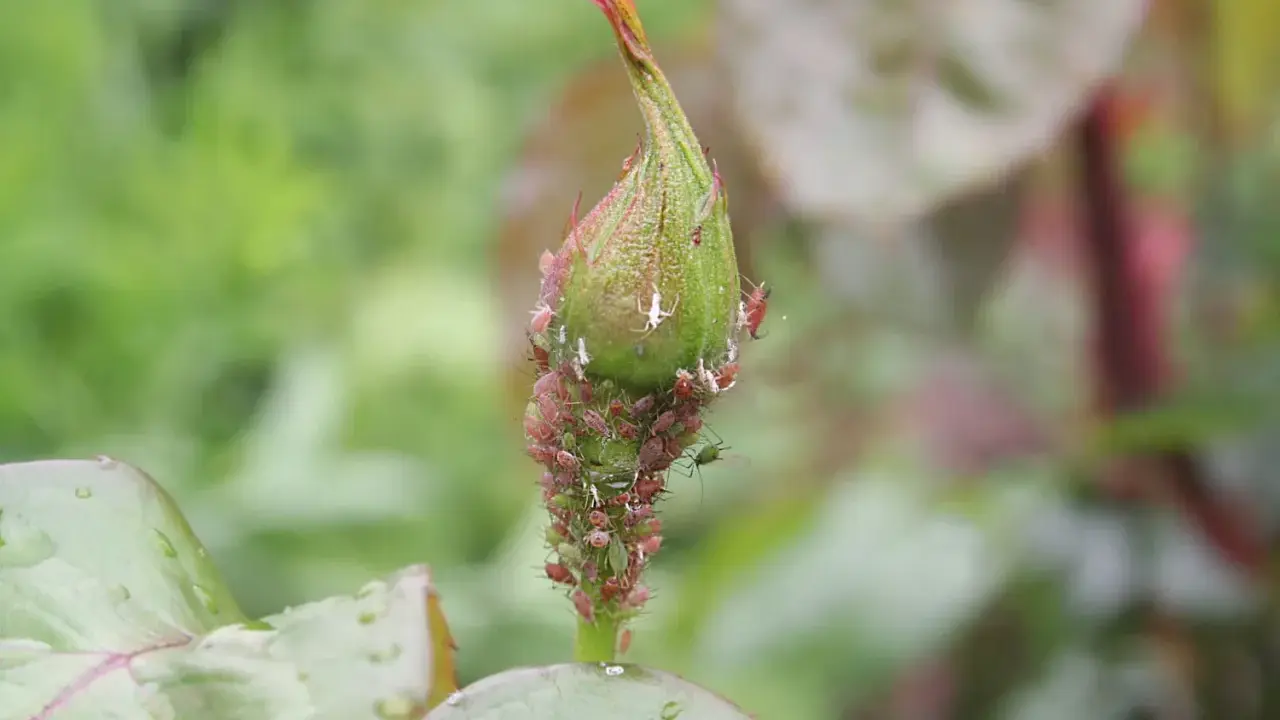 Un bouton de rosier envahi par des pucerons. Un remède de grand-mère est peut-être nécessaire pour sauver cette plante.
