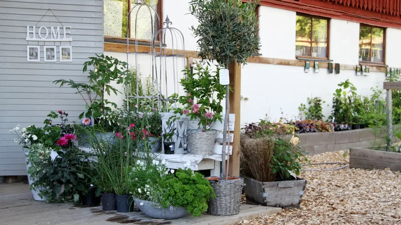 En lummig kvarnkulla trädgård med blommor i krukor och rabatter. En vit bänk och dekorativa spaljéer skapar en charmig miljö.