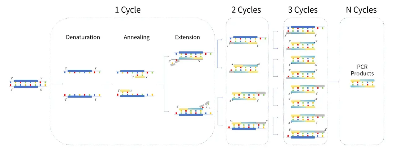 Ilustración del esquema PCR: desnaturalización, apareamiento y extensión de ADN. Muestra la amplificación de ADN en ciclos.