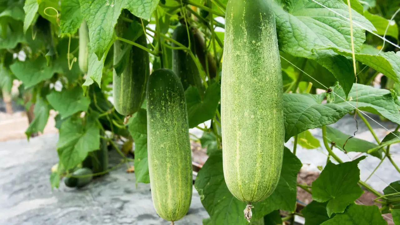 Concombres mûrs pendant à une vigne. Combien de pied de concombre pour 2 personnes ? Une belle récolte !