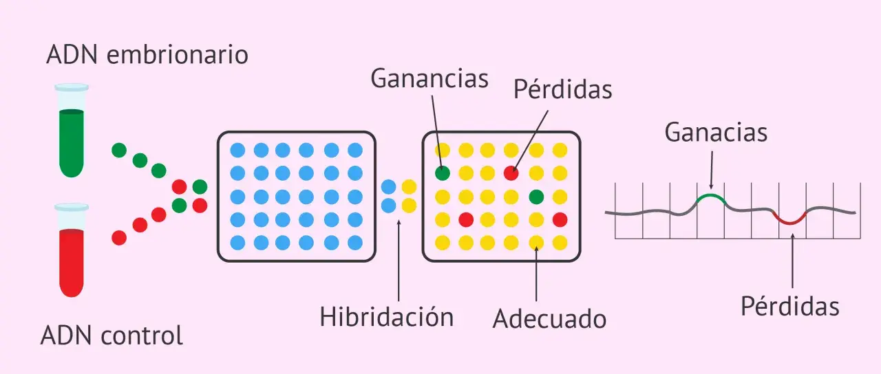 Diagrama de array CGH: ADN embrionario y control se hibridan. Puntos verdes y rojos indican ganancias o pérdidas.