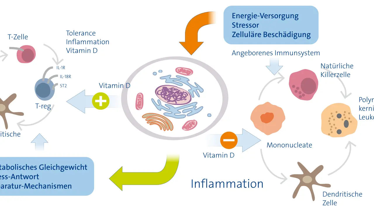Vitamin D beeinflusst Immunzellen. Ein Mangel kann zu Entzündungen und Atemnot führen, da Reparaturmechanismen gestört sind.