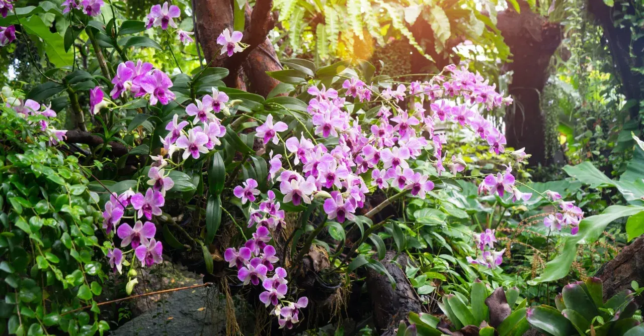 Ramos de orquídeas de exterior, con flores rosadas y moradas, cuelgan de un tronco cubierto de musgo y rodeado de exuberante vegetación.