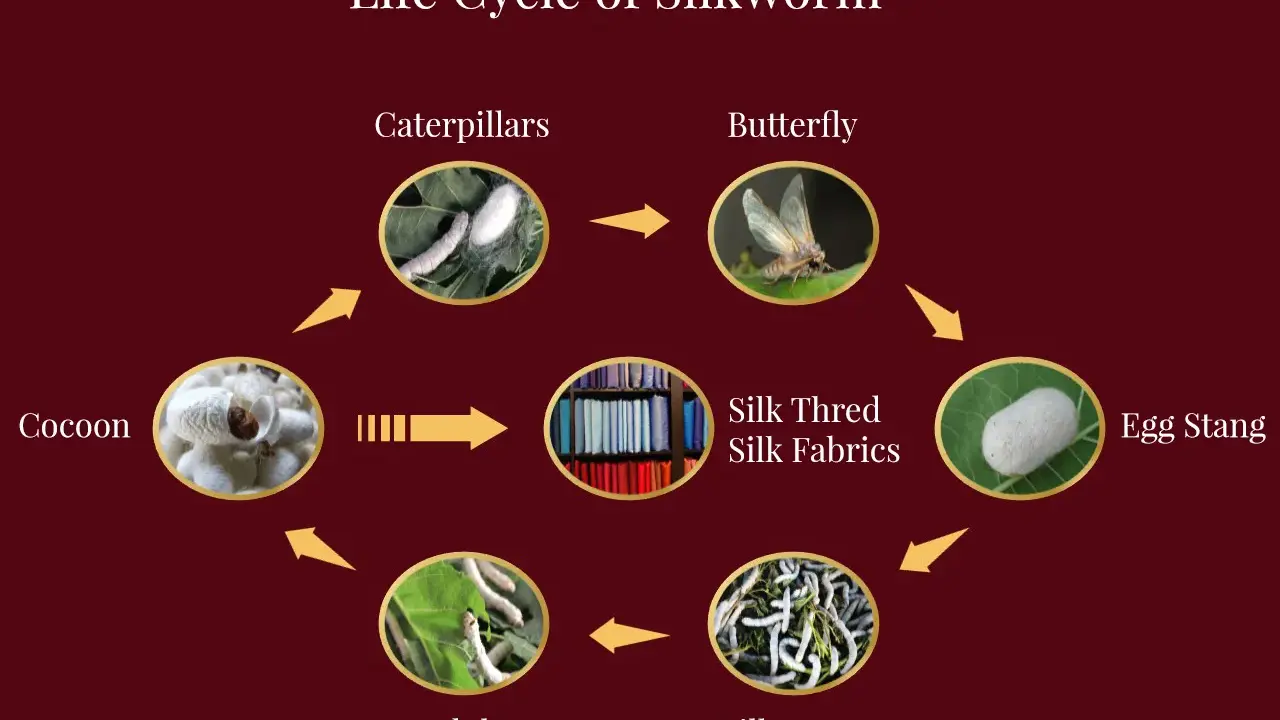 The life cycle of a silkworm, from egg to butterfly, leading to silk production and beautiful silk fabrics.