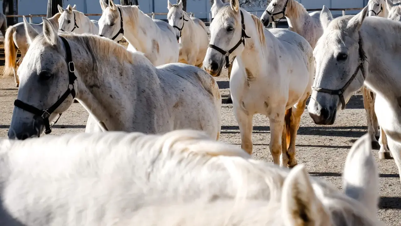 Eine Herde stolzer Lipizzaner in Slowenien, ihre weißen Mäntel glänzen in der Sonne.